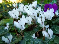 Alpenveilchen051.webp
