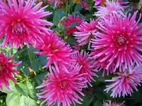 Dahlien158.webp