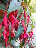 Fuchsien150.webp