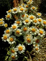 Hemdknöpfchen092.webp