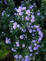 Herbstastern071.webp