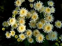 Hemdknöpfchen107.webp
