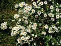 Herbstastern123.webp