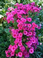 Herbstaster201.webp