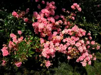 Rosen102.webp