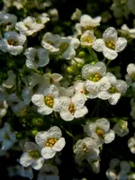 Steinkraut034-2.webp