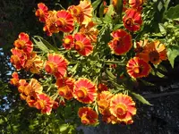 Sonnenbraut052.webp