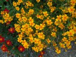 Tagetes140.JPG