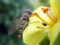 Schwebefliege076.webp