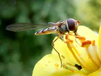 Schwebefliege080.webp