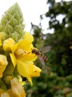 Schwebefliege087.webp