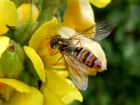 Schwebefliege084.webp