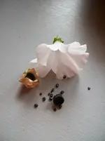 Sommer 2009 075.webp