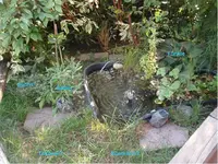 Teich.webp