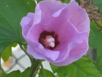 Straucheibisch.webp