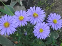 Herbstastern.webp