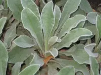 Vexiernelke.webp