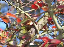 Fridolin1_kleiner.webp