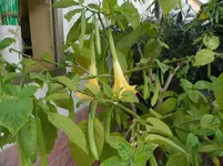 SAM_0468.webp