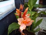 Canna ''Cherie''.JPG