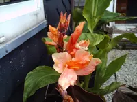 Canna ''Cherie''.webp