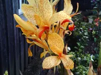 Canna ''Picasso''.webp