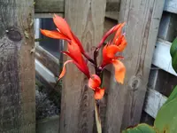 Canna ''Eigen 1''.webp