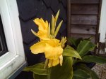 Canna ''Felix Ragot 1''.JPG