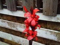 Canna 'Bachs'.webp