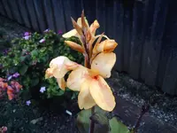 Canna ''Angle Martin''.webp