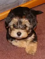 coco boden.webp