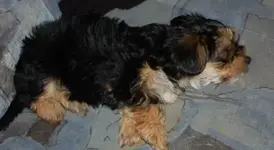 coco2.webp