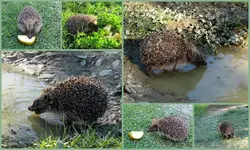 Copy of Igelcollage.webp