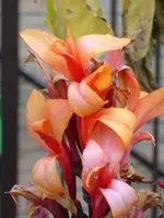 DSC06386.webp
