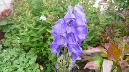 K800_7.Okt.2011 063.webp