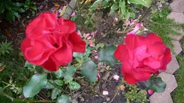 K800_7.Okt.2011 066.webp