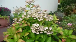 K800_7.Okt.2011 082.webp