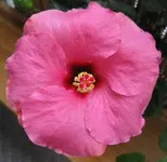 Hibiskus (3).webp