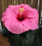 Hibiskus (4).JPG