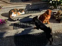 Tiere-30-09-2011-001.webp
