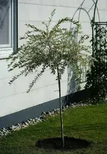 Salix Hakuro.webp
