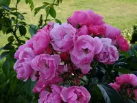 DSCF1240.webp
