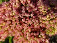 DSCF1247.webp