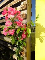 DSCF1374.webp