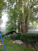 steine unter baum.webp