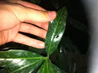Foto.webp