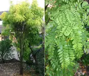 Baum1..webp