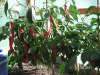 Garten 2011 100.webp
