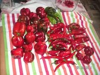 Garten 2011 103.webp