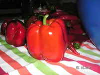 Garten 2011 104.webp